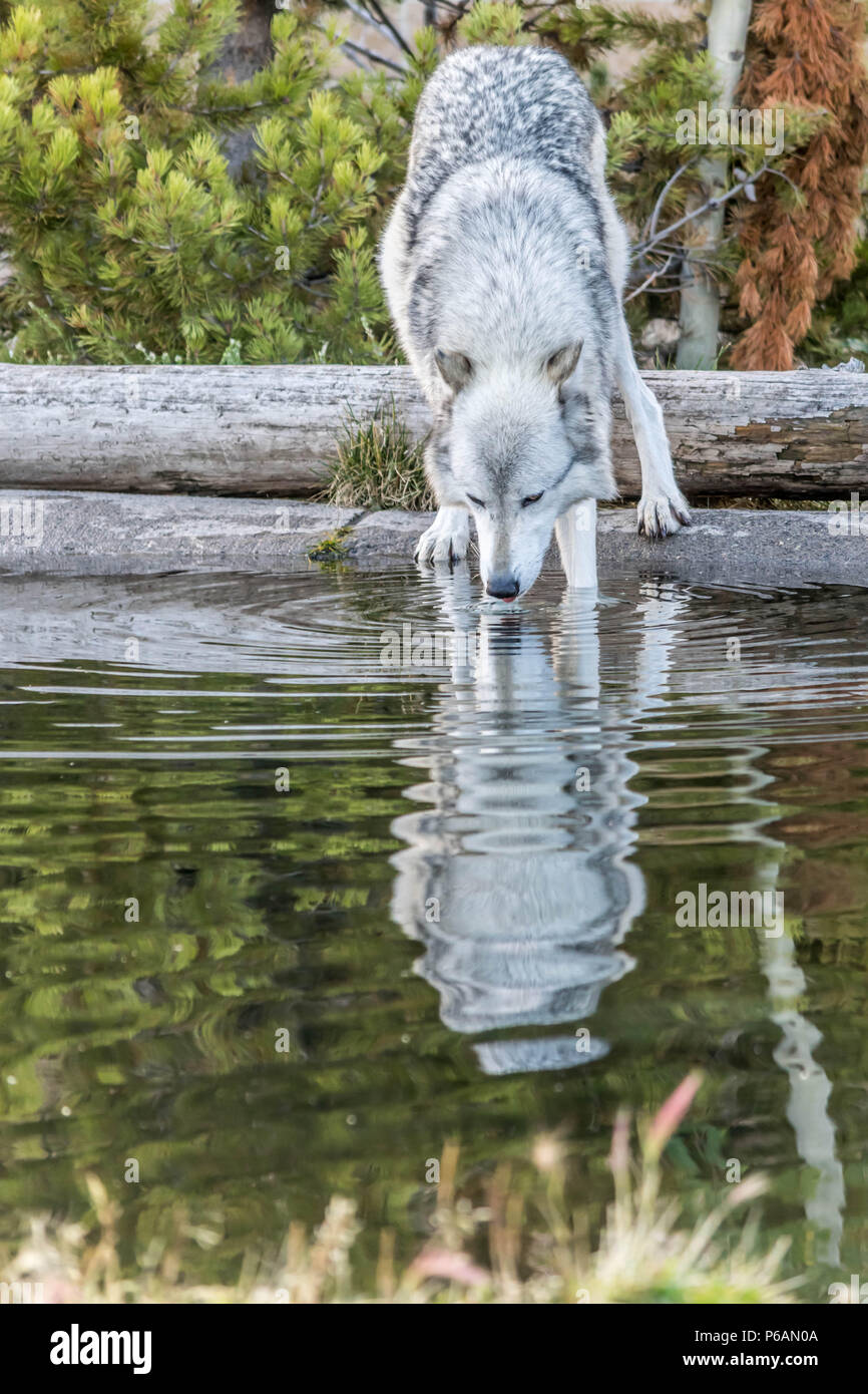 Einsamen weißen Wolf Trinkwasser aus einem Teich Stockfoto