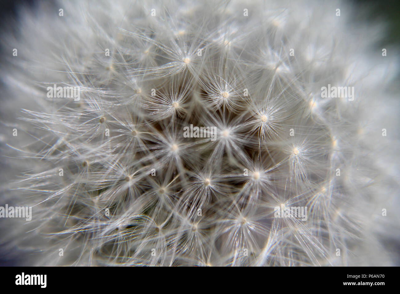 Nahaufnahme der Samen Leiter der gemeinsamen Löwenzahn (Taraxacum officianale) Stockfoto