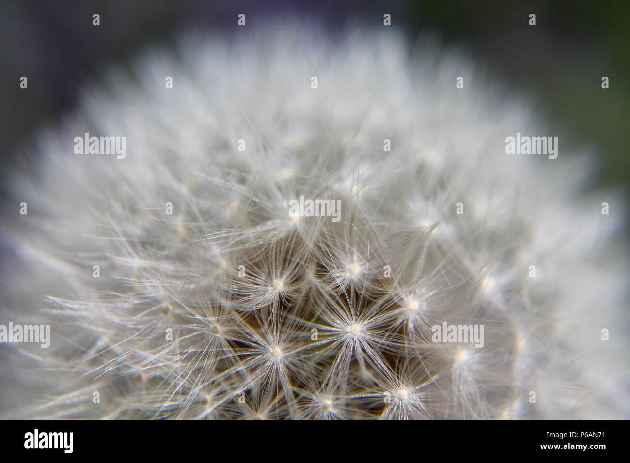 Nahaufnahme der Samen Leiter der gemeinsamen Löwenzahn (Taraxacum officianale) Stockfoto