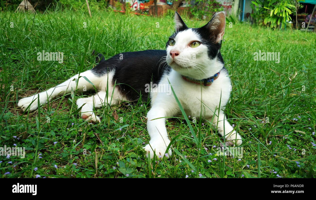 Siamesische Katze in vielen Aktion. Siamesische Katze im Dorf Stockfoto