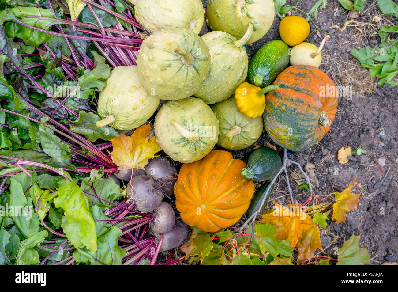 Schöne gemischte Farben an reife Kürbisse, die auf dem Gras in der Landwirtschaft Plot zum Tag der Danksagung. Kopieren spase Stockfoto