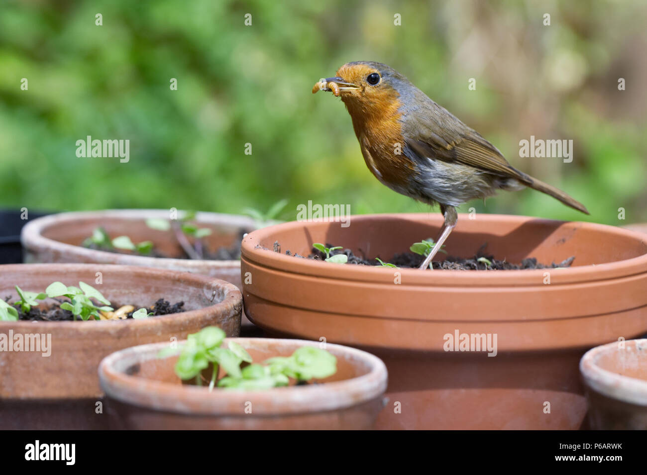 Erithacus Rubecula. Robin Fütterung auf Mehlwürmer im Englischen Garten. Stockfoto