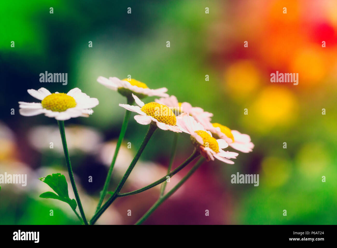 Weiß und Gelb Kamille Gänseblümchen im Garten im Sommer Tag Stockfoto