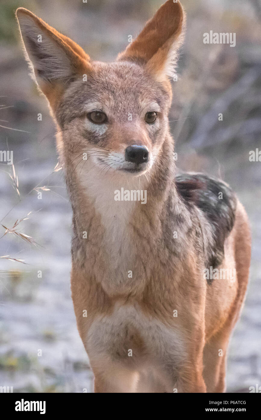 Eine freundliche Cape Fox paar Ansätze mein Zelt, Onguma Reservat, Etosha National Park, Namibia Stockfoto