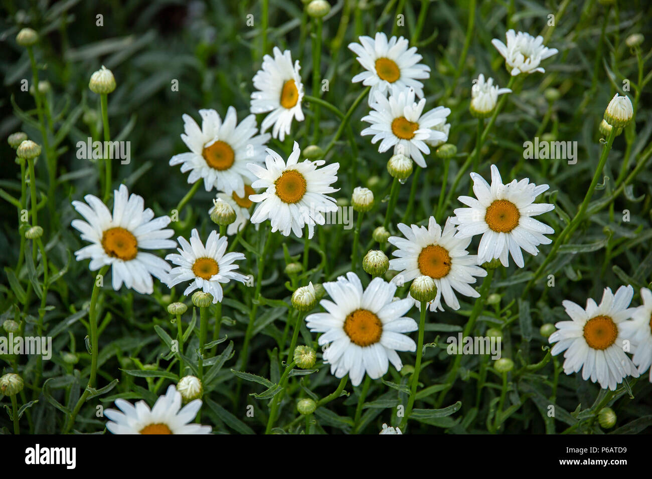 Einen kleinen Patch der aktuellen und zukünftigen White Daisy's Stockfoto