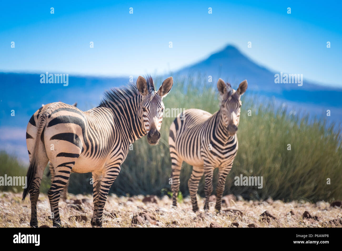 Zebra Herde roaming Die atemberaubende vulkanische Landschaften des Nordwestlichen Namibia, nördlich von Palmweg, Kunene, Namibia Stockfoto