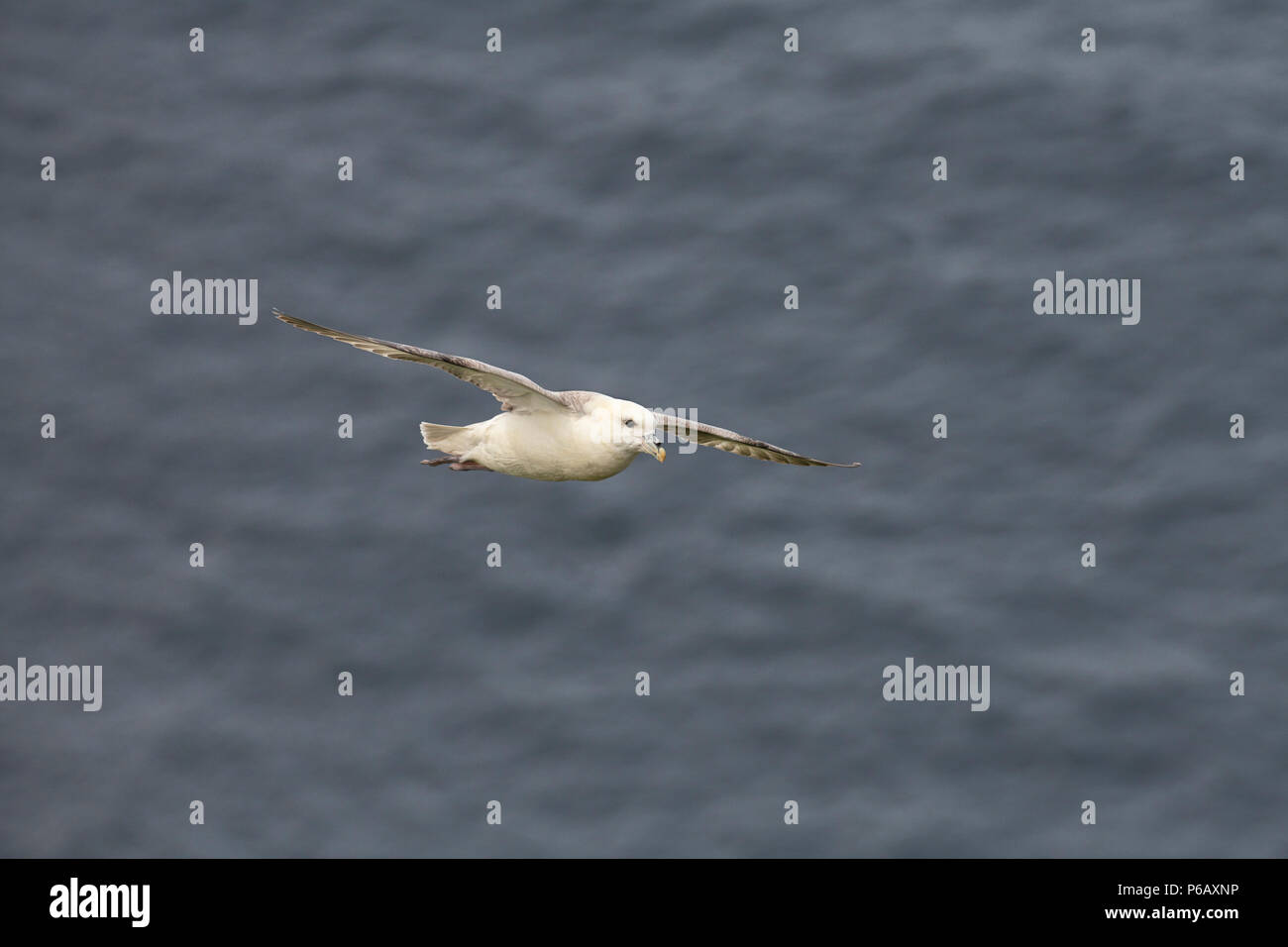 Northern Eissturmvogel (Fulmarus glacialis) im Flug, Shetland, Großbritannien Stockfoto