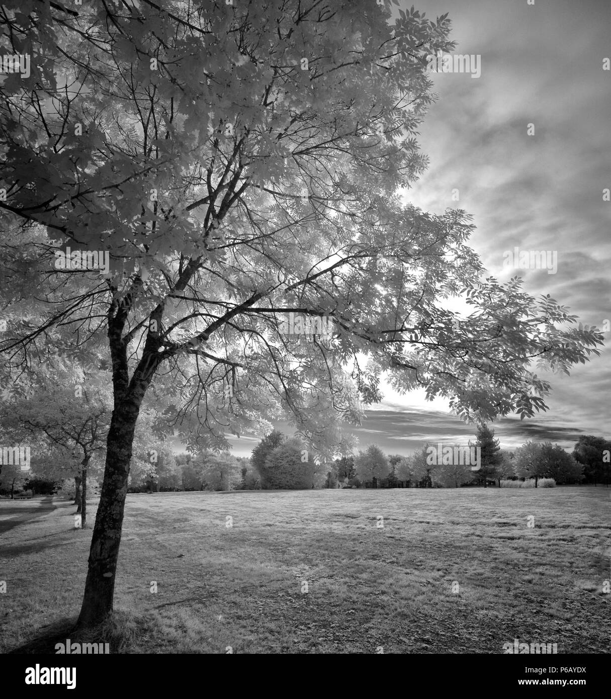 Europa Frankreich infrarot Bild der Vendee Landschaft Stockfoto