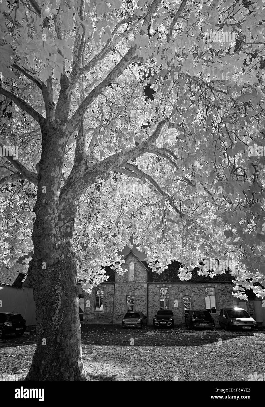 Europa Frankreich infrarot Bild der Vendee Landschaft Stockfoto