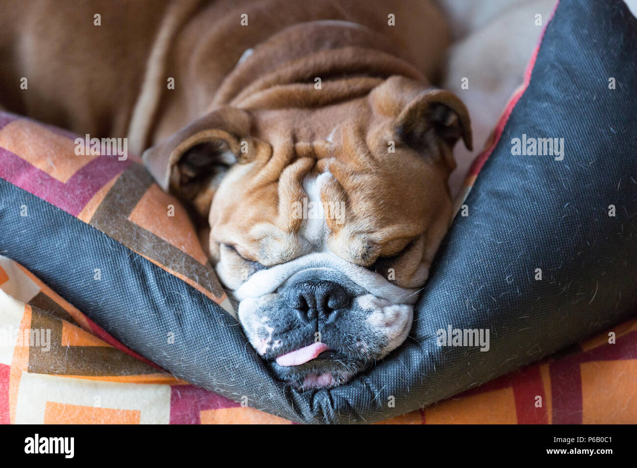 Hund Schläft Mit Der Zunge Raus Stockfotos und bilder Kaufen Alamy