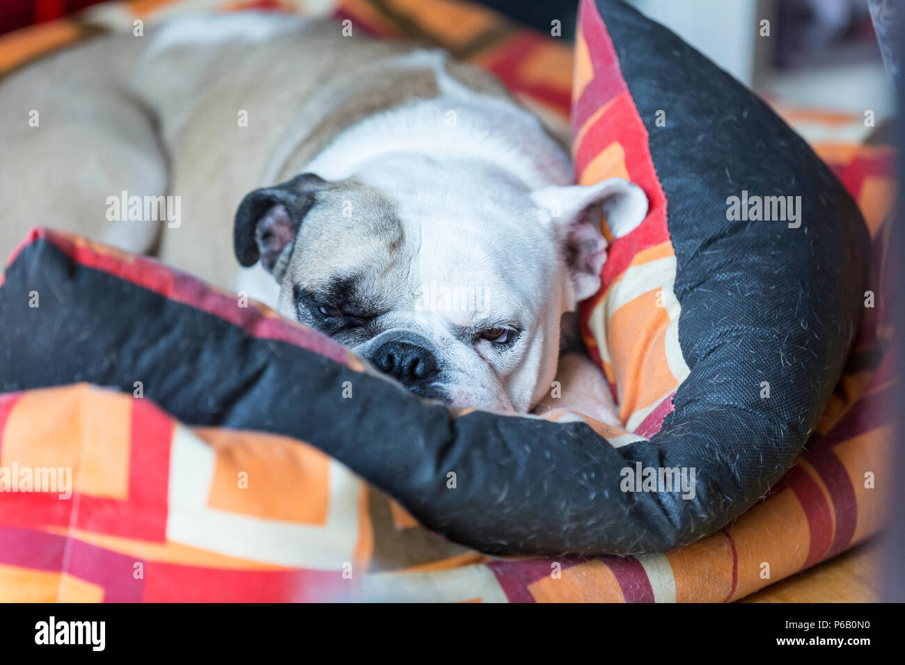 Hund Schläft Mit Der Zunge Raus Stockfotos und bilder Kaufen Alamy