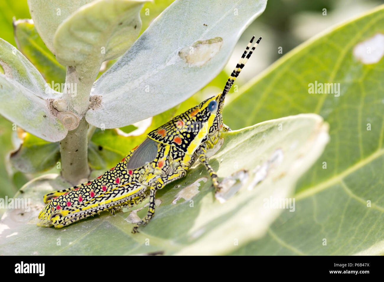 Poekilocerus pictus, unreifen gemalt oder großen bunten Heuschrecke im indischen Subkontinent gefunden, auch als ak Grasshopper Stockfoto