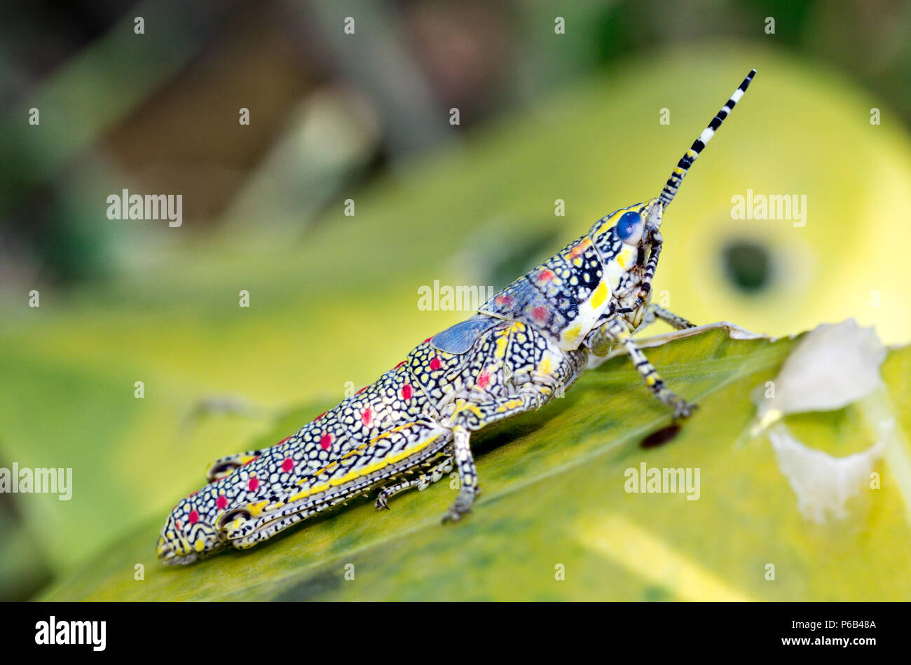 Poekilocerus pictus, unreifen gemalt oder großen bunten Heuschrecke im indischen Subkontinent gefunden, auch als ak Grasshopper Stockfoto