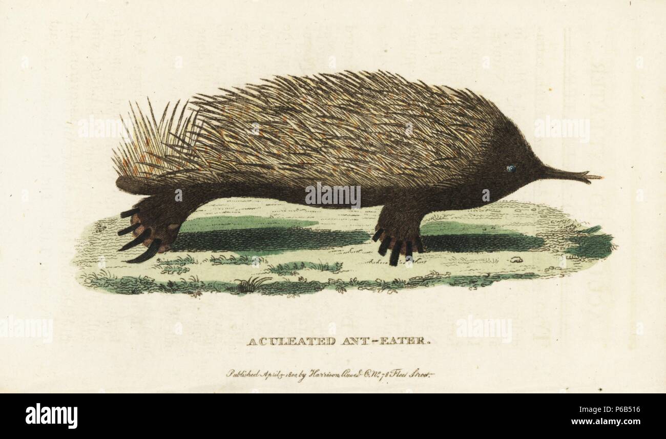 Short-Beaked Echidna, Tachyglossus aculeatus. (Aculeated Ameisenbär, Myrmecophaga Aculeata) Abbildung: Kopiert von George Shaw und Frederick Nodder. Auf der Grundlage einer ursprünglichen Zeichnung des Port Jackson Maler. Papierkörbe Kupferstich aus der Naturforscher Pocket Magazin", Harrison, London, 1800. Stockfoto