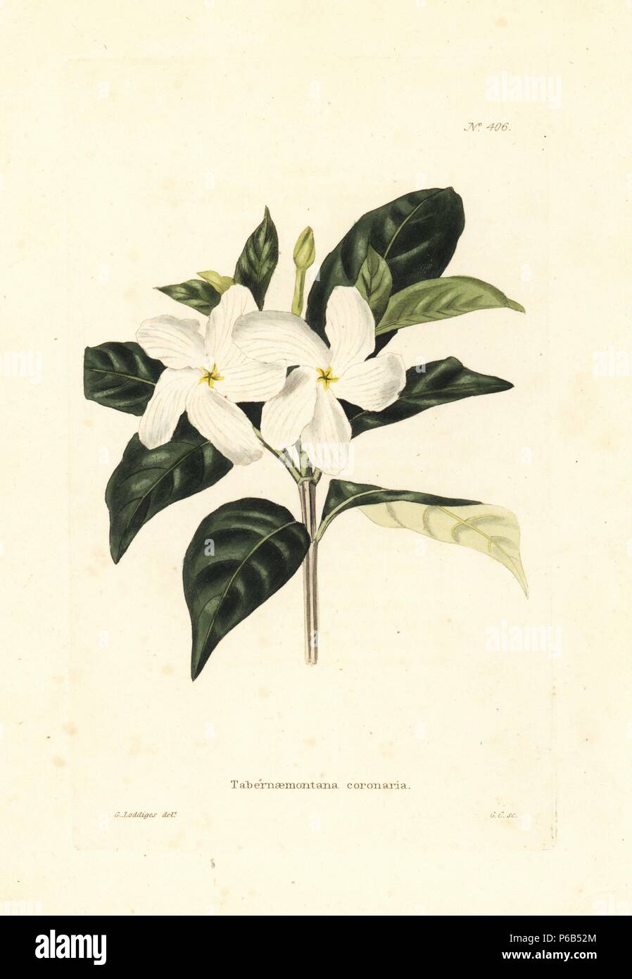 Crape Jasmin oder Windrad Blume, Tabernaemontana Maculata. Papierkörbe Kupferstich von George Cooke nach einem botanischen Abbildung von George Loddiges von Conrad Loddiges' Botanische Cabinet. Stockfoto