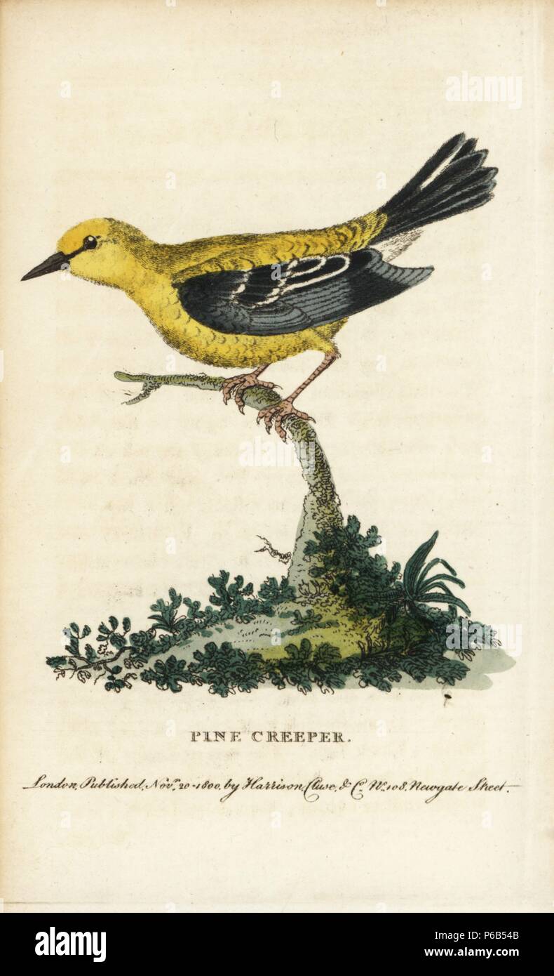 Kiefer Kriechgang oder pine Warbler, Dendroica Setophaga Kiefer (Pinus). Abbildung: Kopiert von George Edwards. Papierkörbe Kupferstich aus der Naturforscher Pocket Magazin", Harrison, London, 1799. Stockfoto