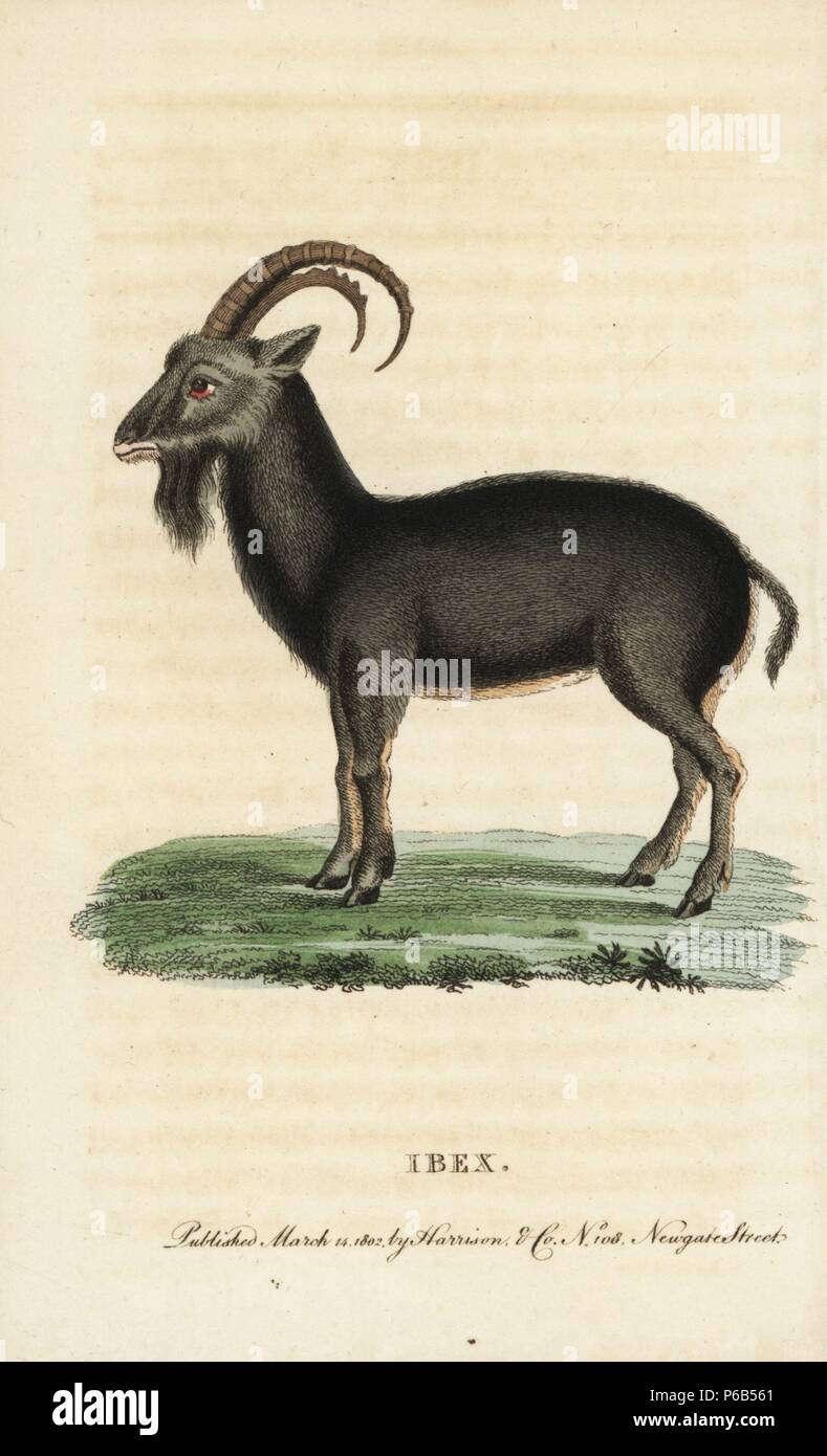 Steinböcke, Capra ibex. Papierkörbe Kupferstich aus der Naturforscher Pocket Magazin", Harrison, London, 1802. Stockfoto