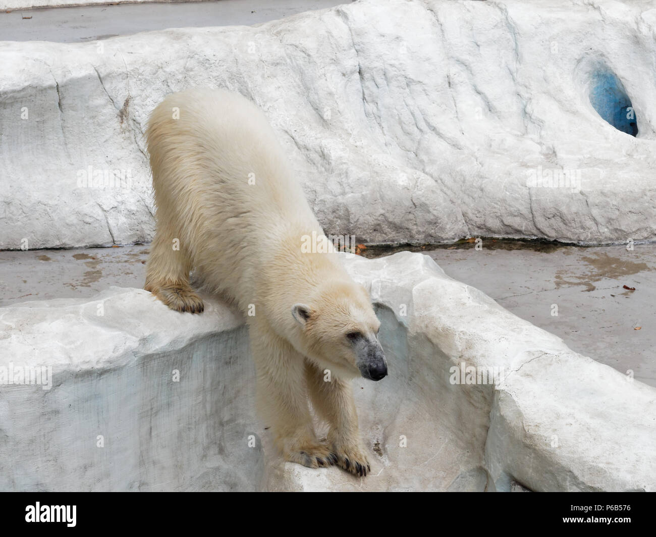 Jungen weißen Eisbären klettern in künstlichen Ice Rock mit Kopf nach unten und mit Konzepten von Kraft, Stärke, Acclaim und eine Wut explodieren Stockfoto