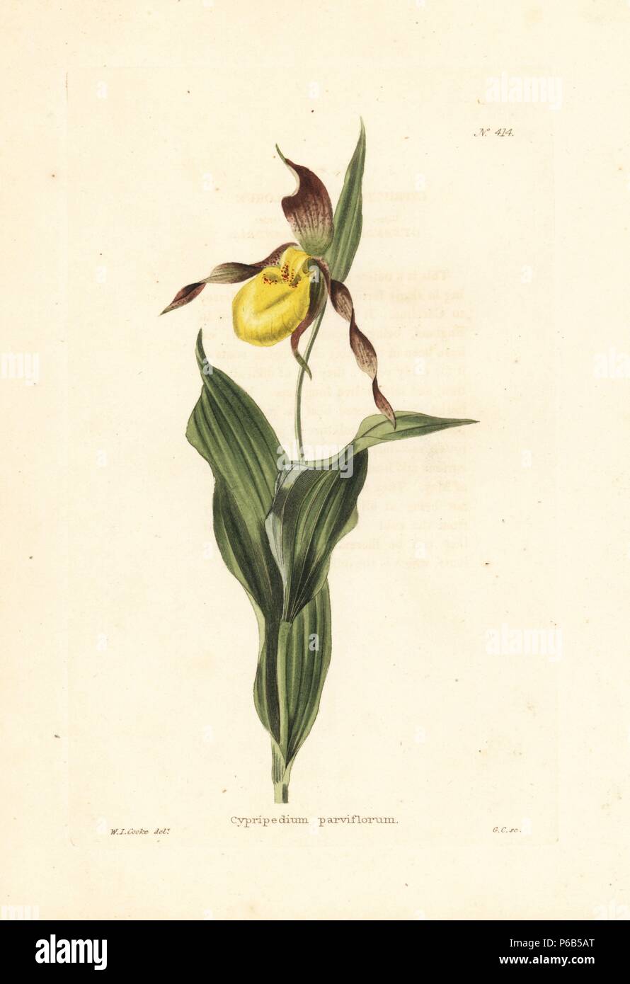 Der gelbe Lady Slipper oder mocassin Blume, Cypripedium parviflorum Orchidee. Papierkörbe Kupferstich von George Cooke aus eine Illustration von W. I. Cooke von Conrad Loddiges' Botanische Cabinet, London, 1810. Stockfoto