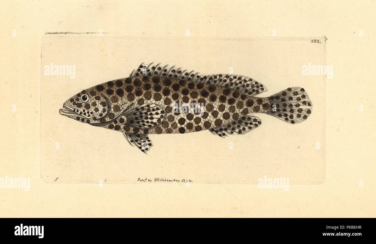 Honeycomb Grouper, Epinephelus merra. Illustration gezeichnet von George Shaw. Papierkörbe Kupferstich von George Shaw und Frederick nodder's" des Naturforschers Miscellany", London, 1799. Die meisten der 1.064 Abbildungen von Tieren, Vögeln, Insekten, Krebstiere, Fische, Meerestiere und mikroskopischen Geschöpfe wurden von George Shaw und Frederick Nodder und Richard Nodder, und gravierte ausgearbeitet und von den Nodder Familie veröffentlicht. Friedrich zeichnete und gravierte viele Der kupferstiche bis zu seinem Tod um 1800, und Sohn Richard (17741823) war verantwortlich für die Platten RN oder RPN unterzeichnet. Richard ausgestellt Stockfoto