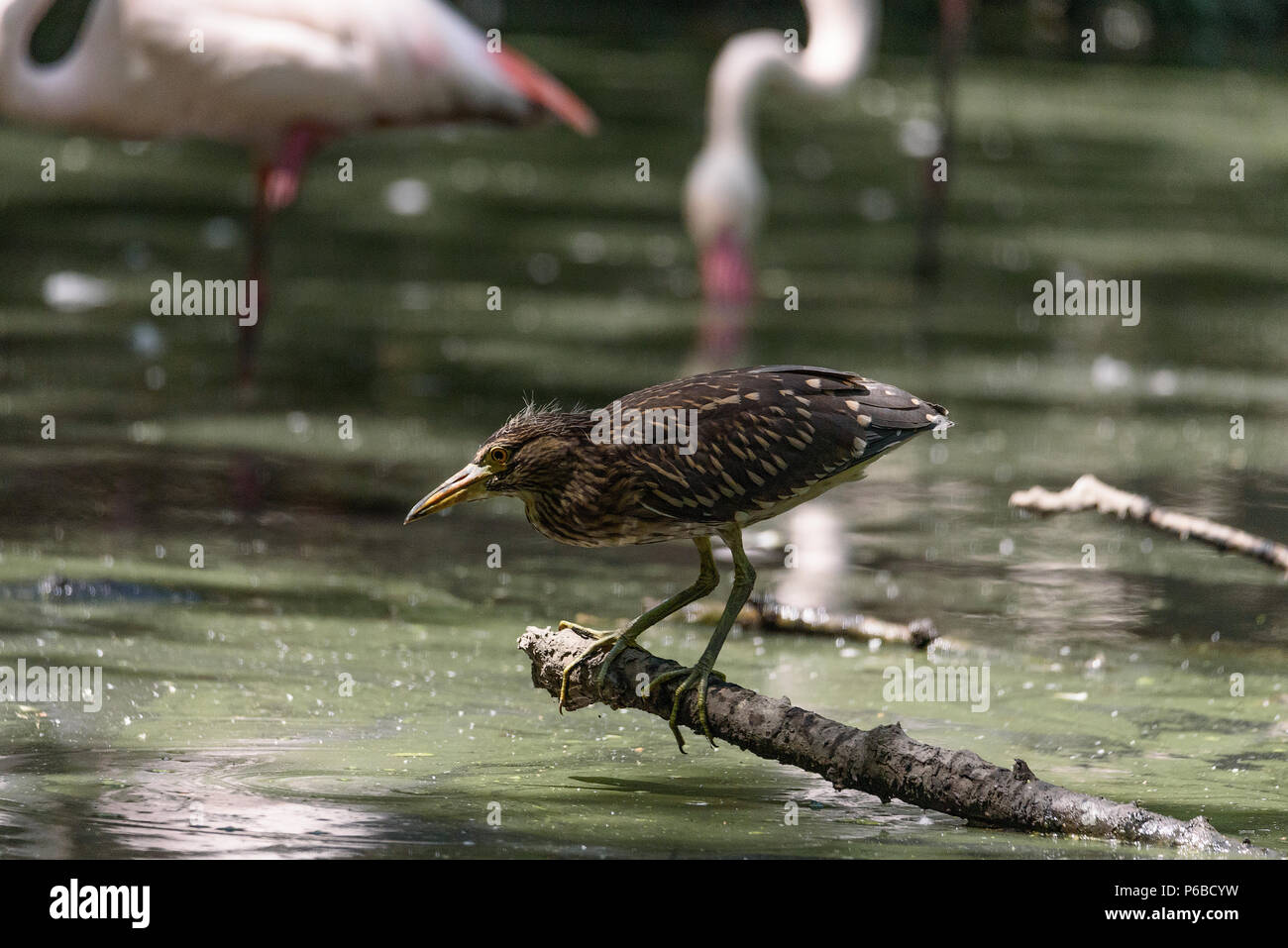 Ein wenig Rohrdommel ruht auf einem Zweig in einem Teich, Bild horizontal Stockfoto