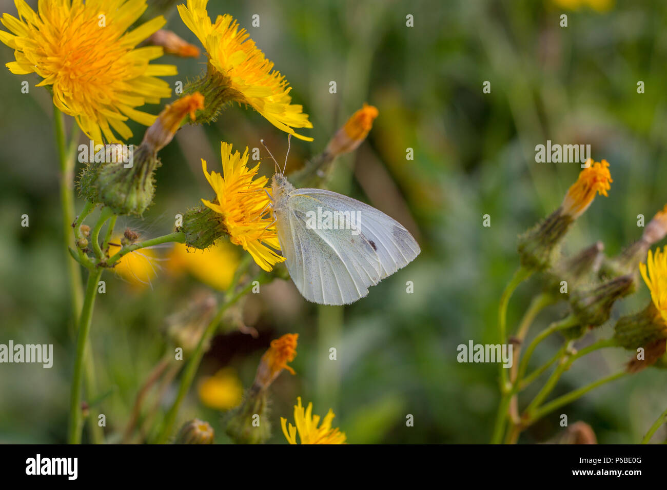 Gossamer - Butterfly am Morgen winged auf Blätter. Blau, gemeinsame Schmetterling Stockfoto