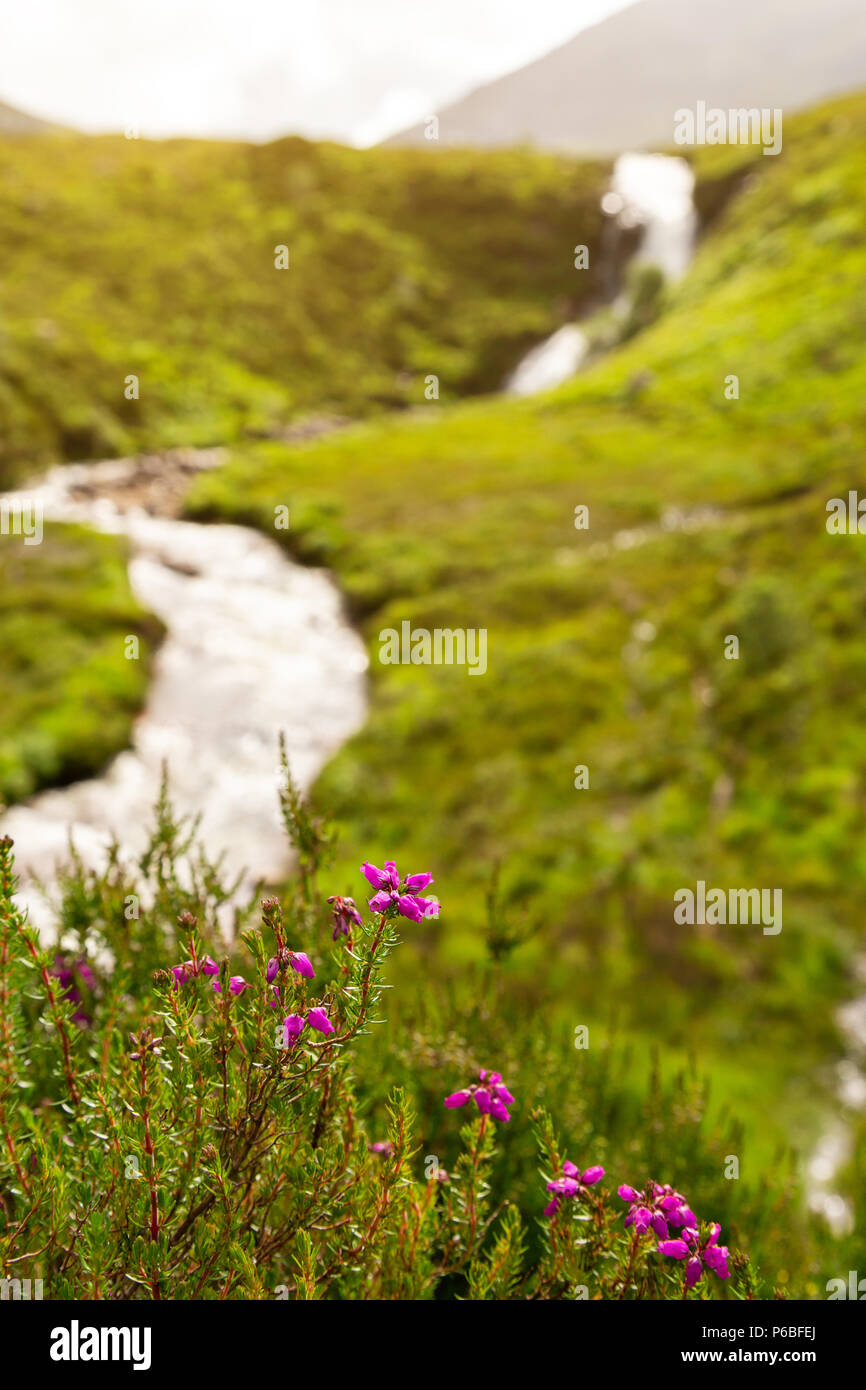 Wasserfall und pink Heather, oder Ling Blumen auf der Insel Skye, Schottland. Diese Blume ist ein Symbol für Schottland und gilt als glücklich zu sein. Stockfoto