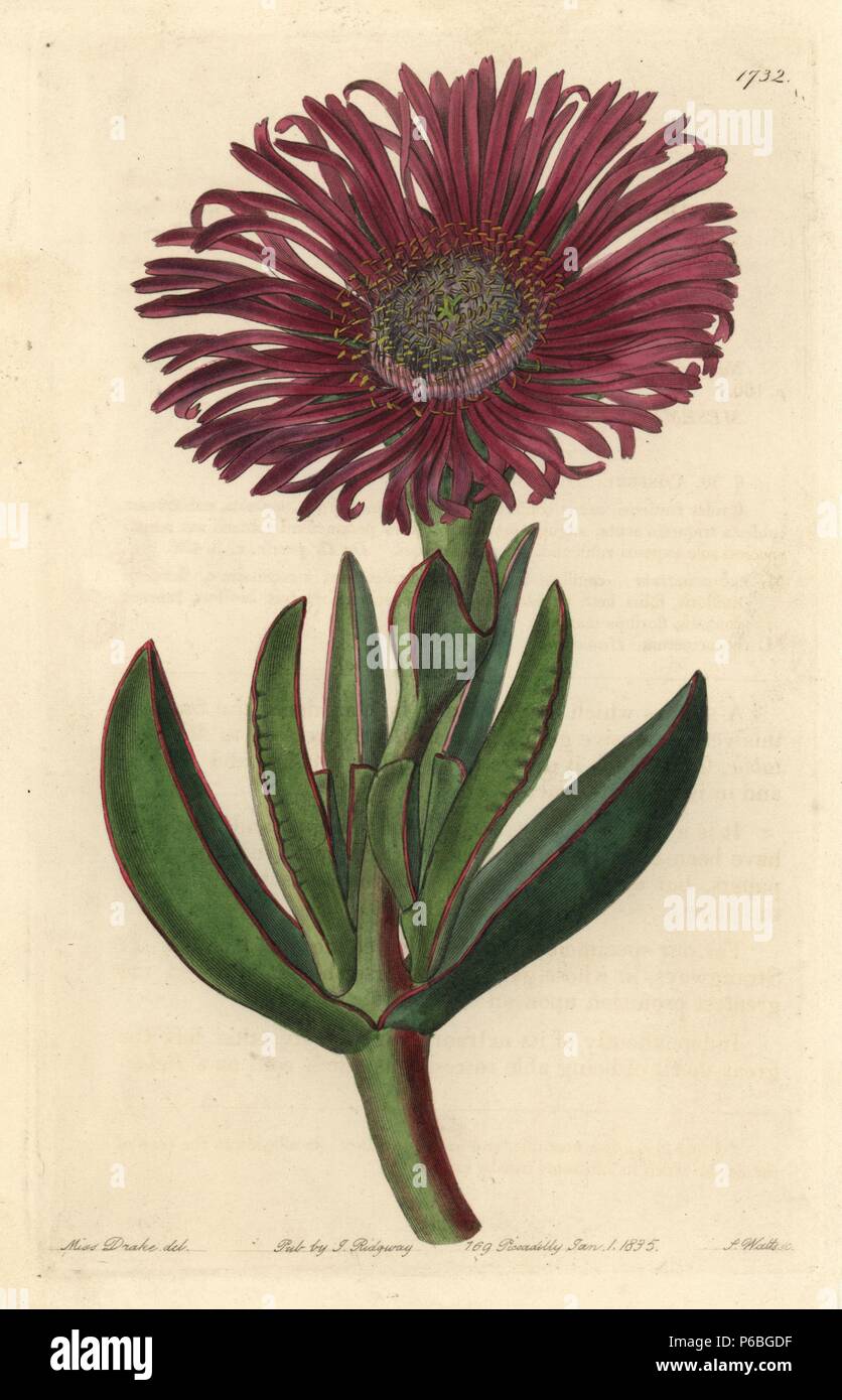 Sally - mein - stattlich, Carpobrotus acinaciformis (rot-umrandete Bild Ringelblume, Mesembryanthemum rubrocinctum). Heimisch in Südafrika. Papierkörbe Kupferstich von S. Watt nach einer Abbildung von Miss Drake von Sydenham Edwards'' Der Botanische Registrieren", London, Ridgway, 1835. Sarah Anne Drake (1803-1857) zog über 1.300 Platten für die Botaniker John Lindley, darunter viele Orchideen. Stockfoto