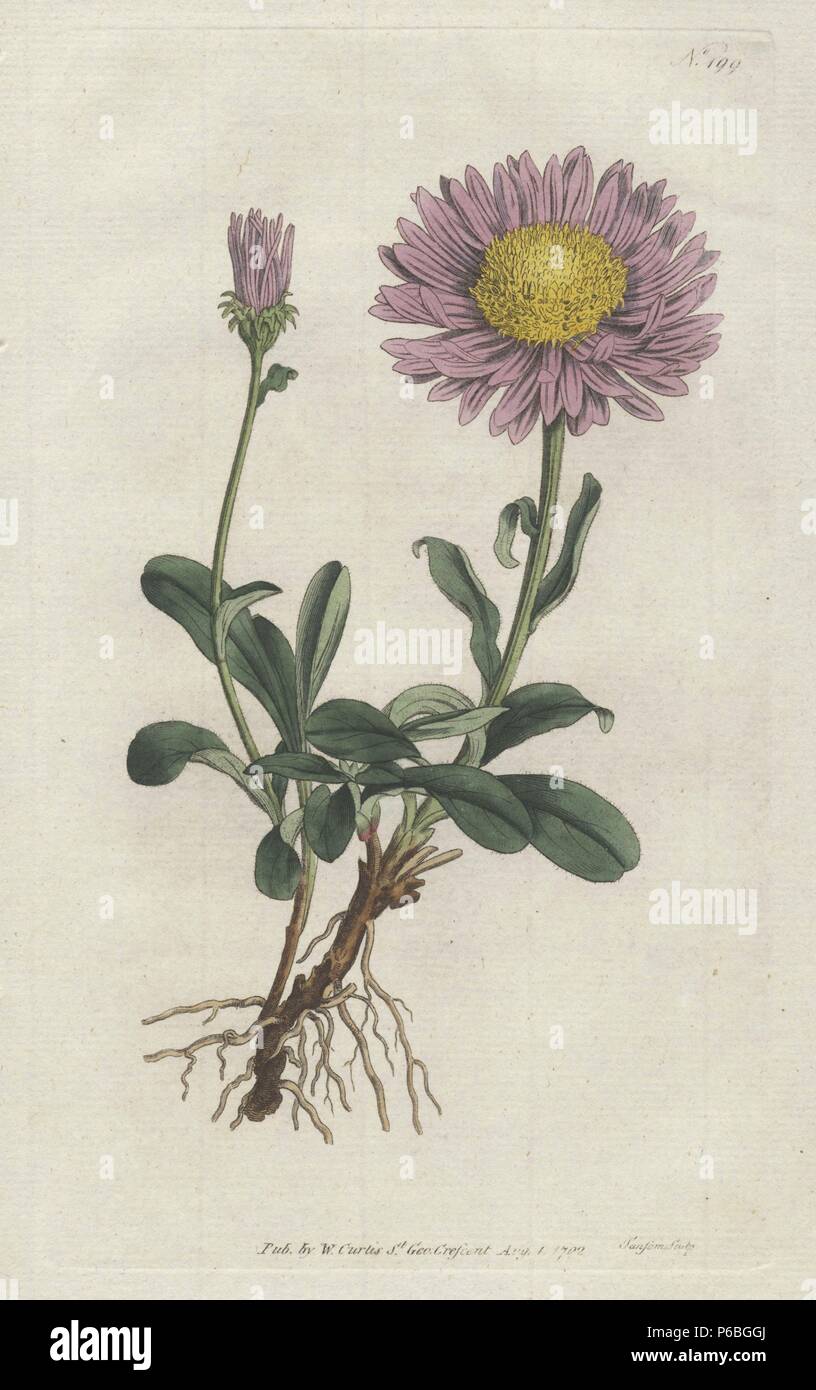 Alpine aster, Aster alpinus. Papierkörbe Kupferstich erstellt und von Sydenham Edwards von William Curtis's Botanical Magazine, graviert, "St. George's Crescent, London, 1792. Stockfoto