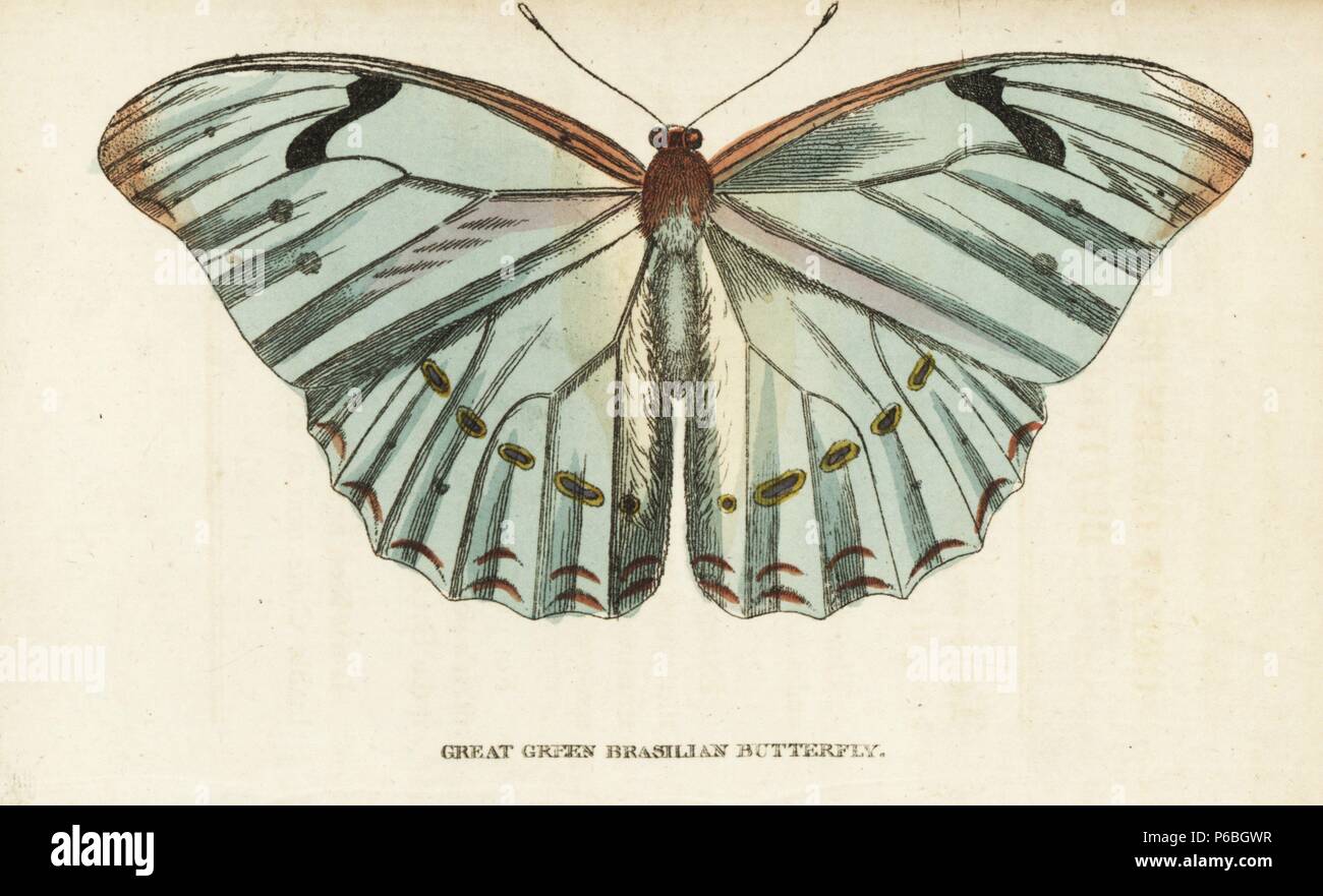 Morpho laertes. (Große grüne Brasilianischen Schmetterling) Abbildung aus dem Dru Drury's 'exotische Entomologie." Papierkörbe Kupferstich aus der Naturforscher Pocket Magazin kopiert, "Harrison, London, 1800. Stockfoto