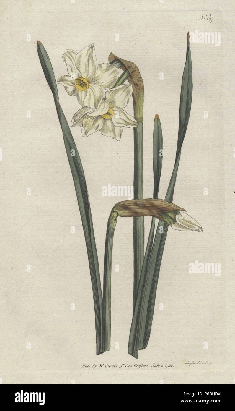 Zwei blühenden Narzissen, Narzisse (Narcissus medioluteus Biflorus). Papierkörbe Kupferstich erstellt und von Sydenham Edwards von William Curtis's Botanical Magazine, graviert, "St. George's Crescent, London, 1792. Stockfoto