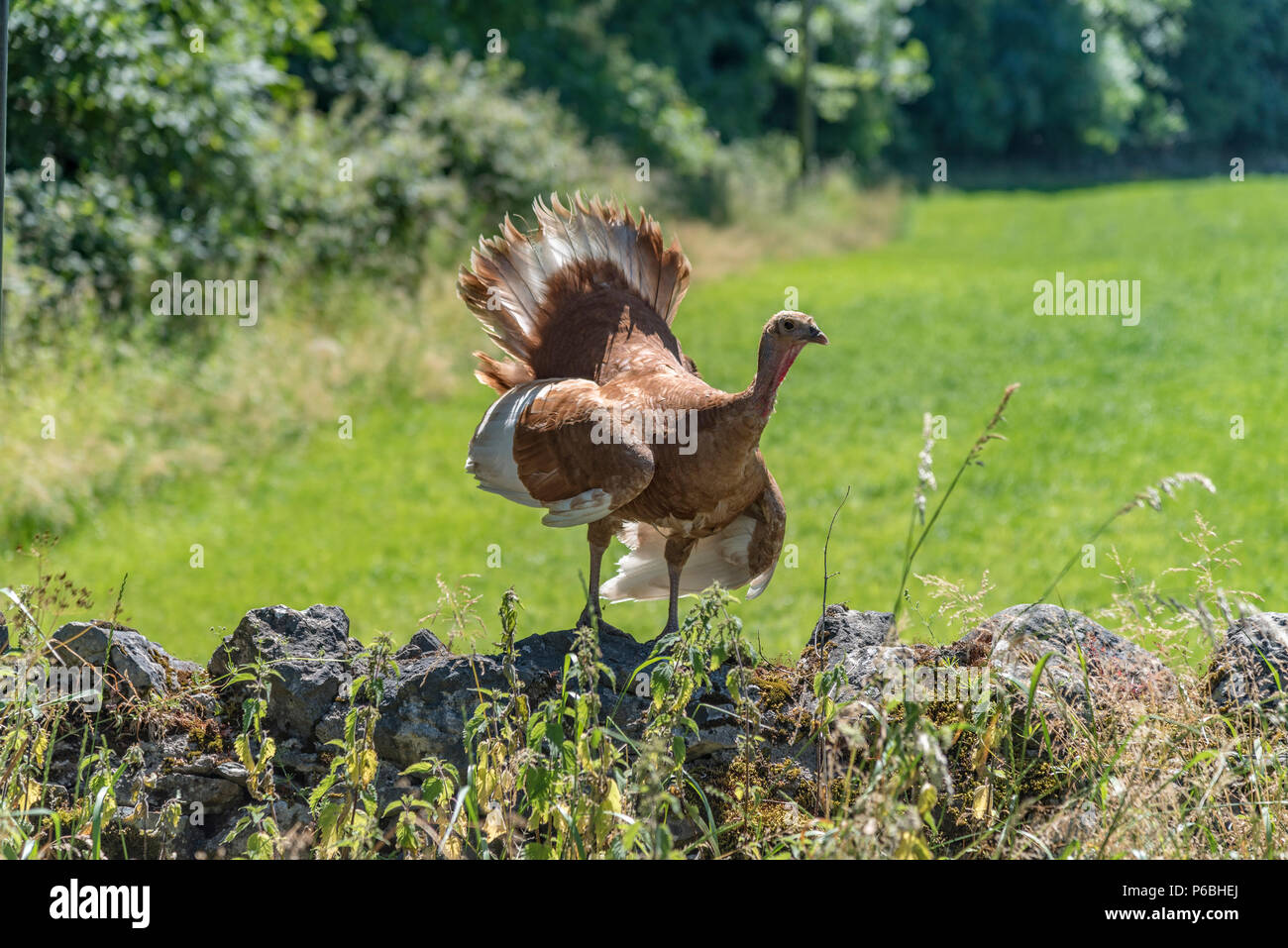 Bourbon Rot Türkei Vogel auf eine Wand. Stockfoto