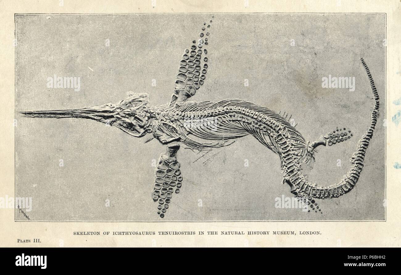 Leptonectes tenuirostris (Ichthyosaurus Tenuirostris) Skelett im Natural History Museum in London. Lithographie nach einer Illustration von meisenbach von H. N. Hutchinson's 'ausgestorbenen Monster und Kreaturen von anderen Tagen", Chapman und Hall, London, 1894. Stockfoto