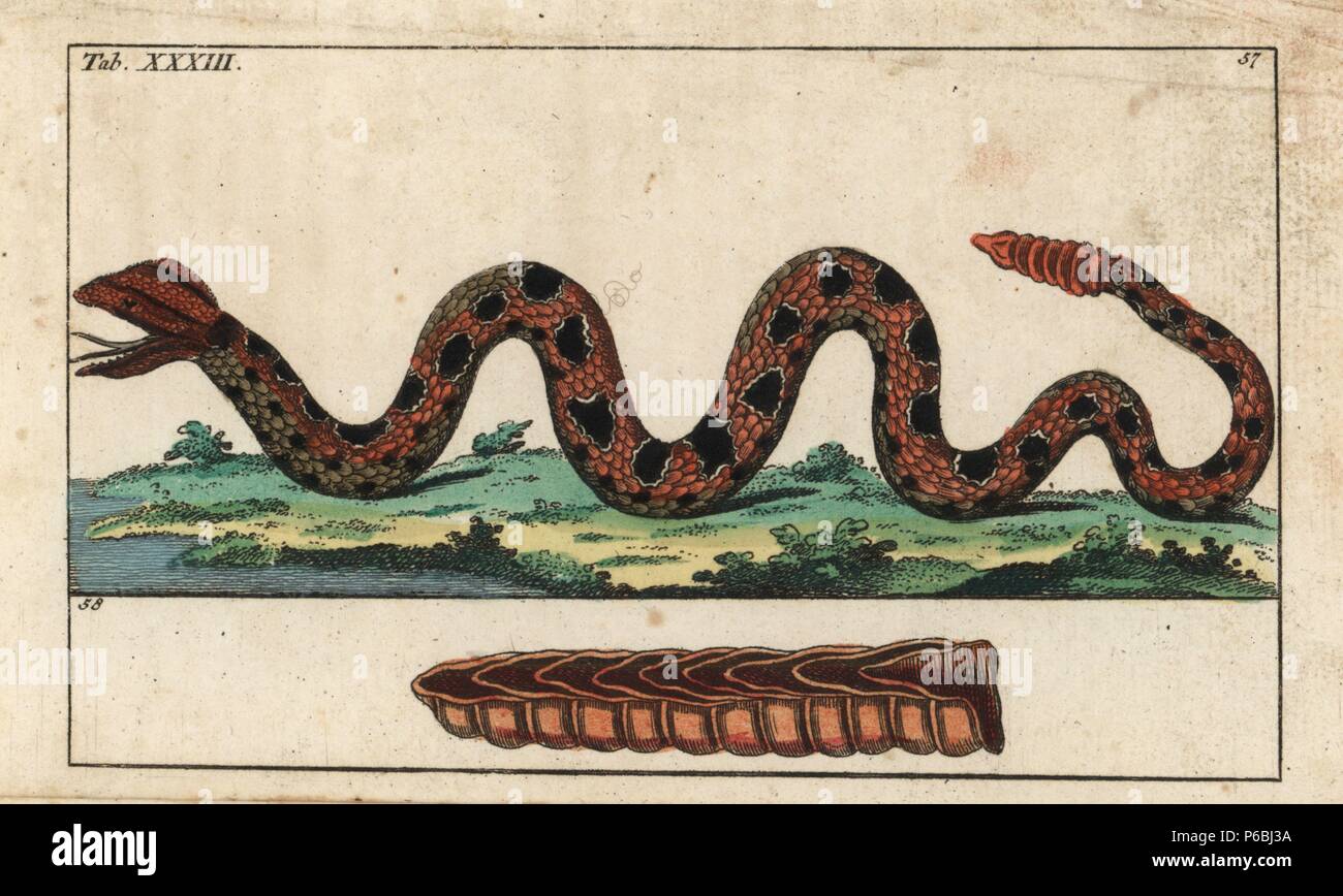 Boden Klapperschlange, Sistrurus miliarius 57, und Abschnitt durch seine Rassel 58. Papierkörbe Kupferstich von G. T. Wilhelm 'Lexikon der natürlichen Geschichte: Amphibia', Augsburg, 1794. Gottlieb Tobias Wilhelm (1758-1811) war ein bayerischer Priester und naturforscher wie der Deutsche Buffon bekannt. Stockfoto