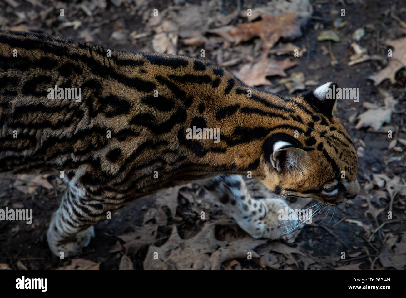 Serie von Fotos, die verschiedene Arten von Vögeln und Amphibien in einem articiafial Oase Stockfoto