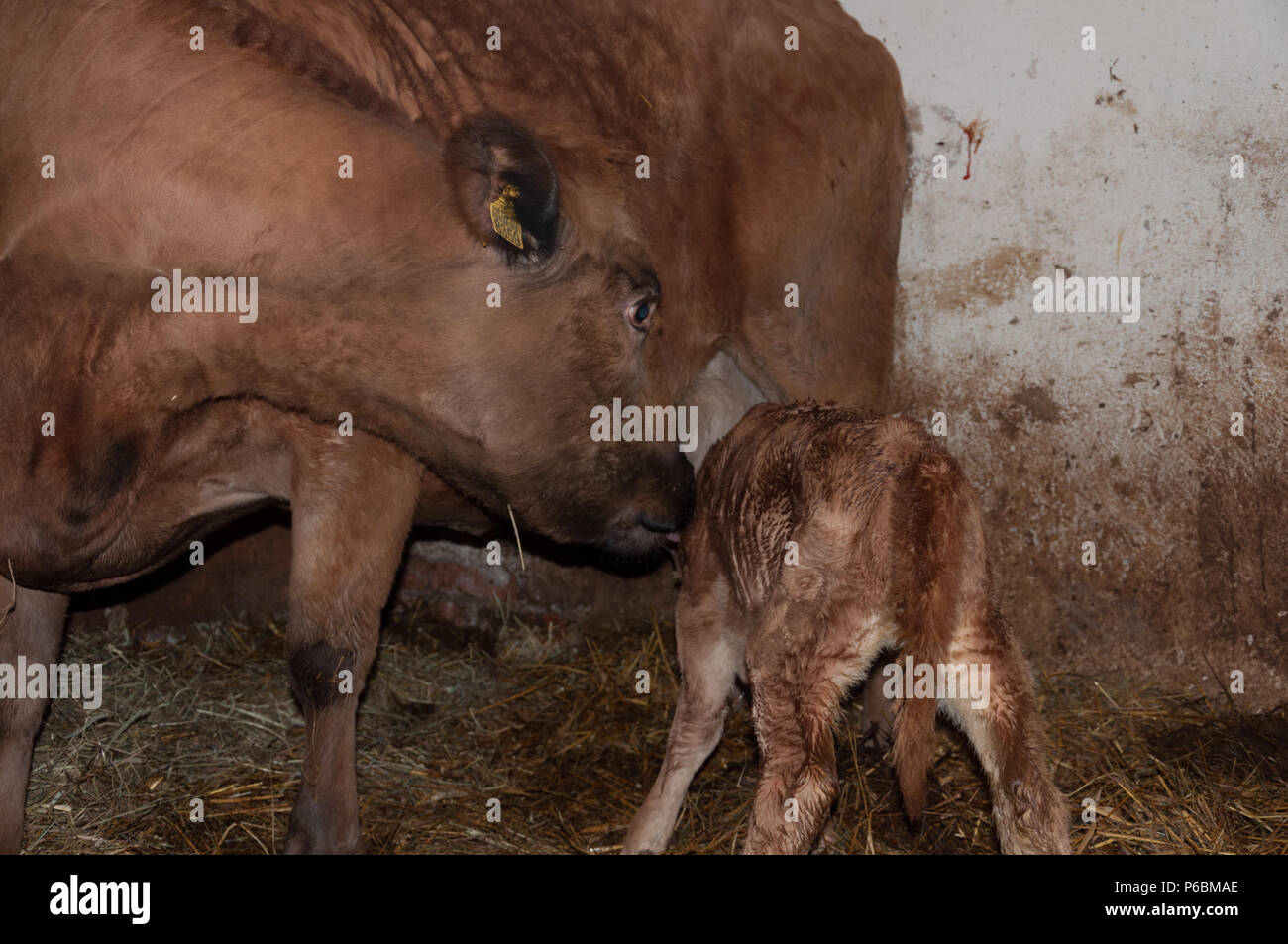 Finnische einheimische Rasse der Kuh mit Kalb Stockfoto