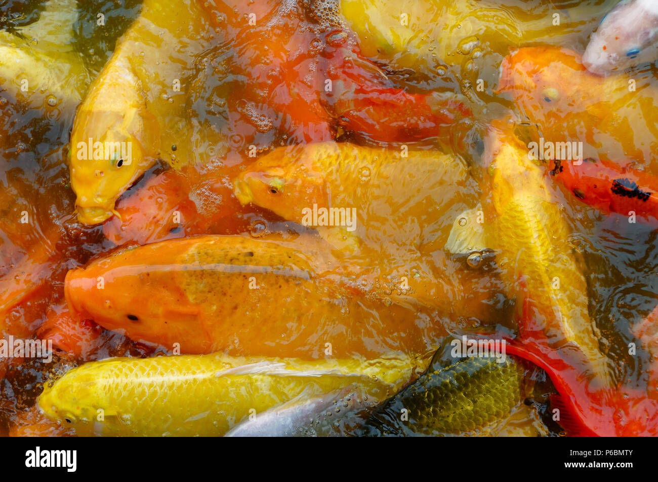 Feeding Frenzy von golden Koi Karpfen im See von Tienjiehu Park, Peking, China Stockfoto