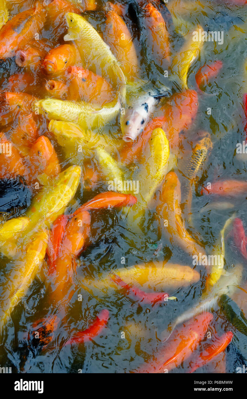 Feeding Frenzy von golden Koi Karpfen im See von Tienjiehu Park, Peking, China Stockfoto