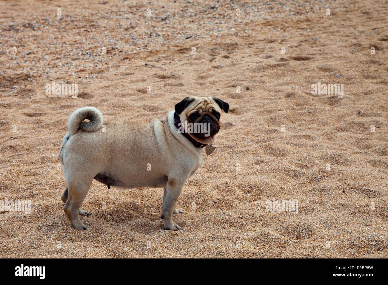Pug Spaziergänge entlang der Sandstrand in der Nähe des Meeres Stockfoto