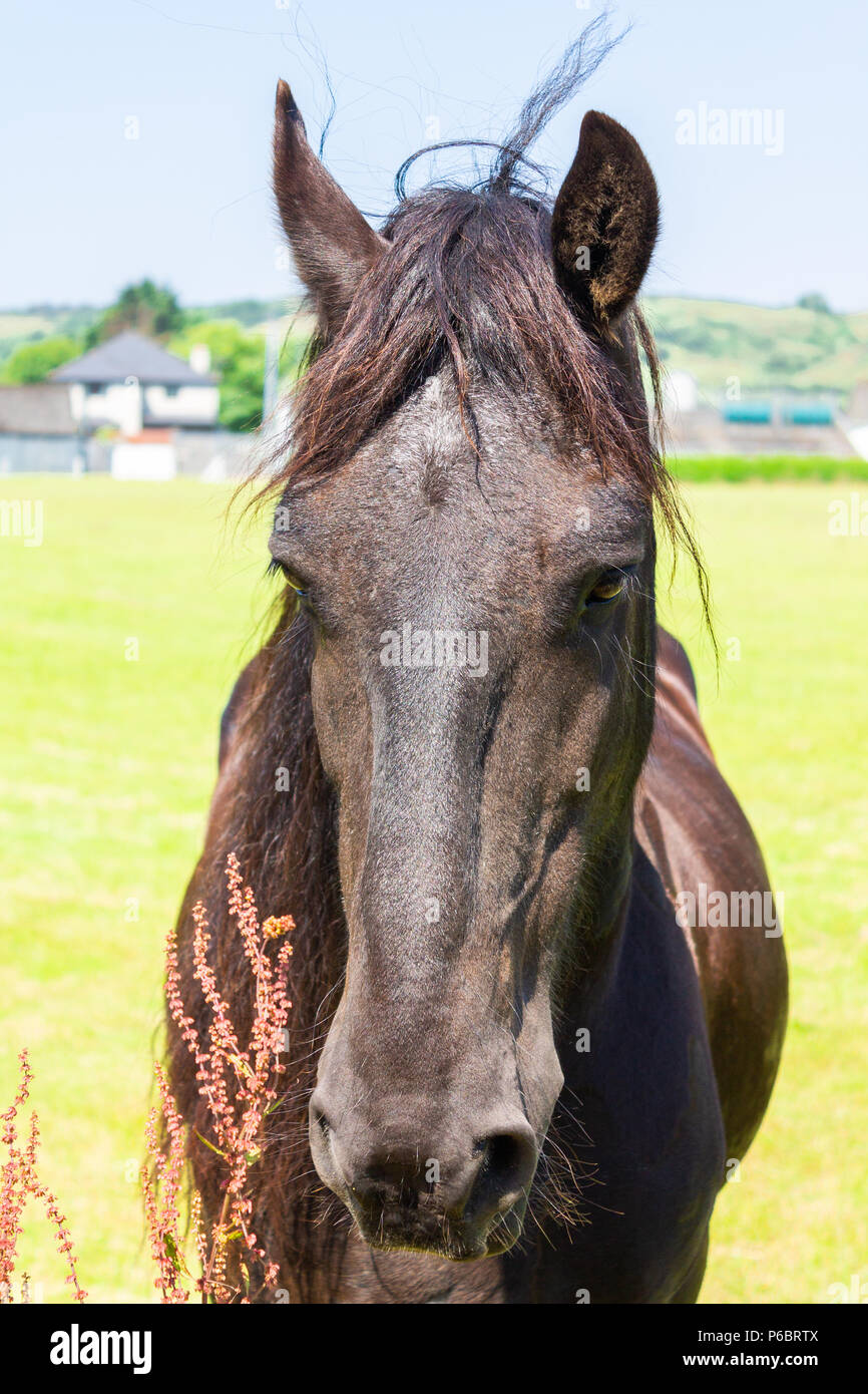 Equus caballus, dunkelbraunes Pferd, das in die Kamera schaut oder in die Kamera blickt. Stockfoto