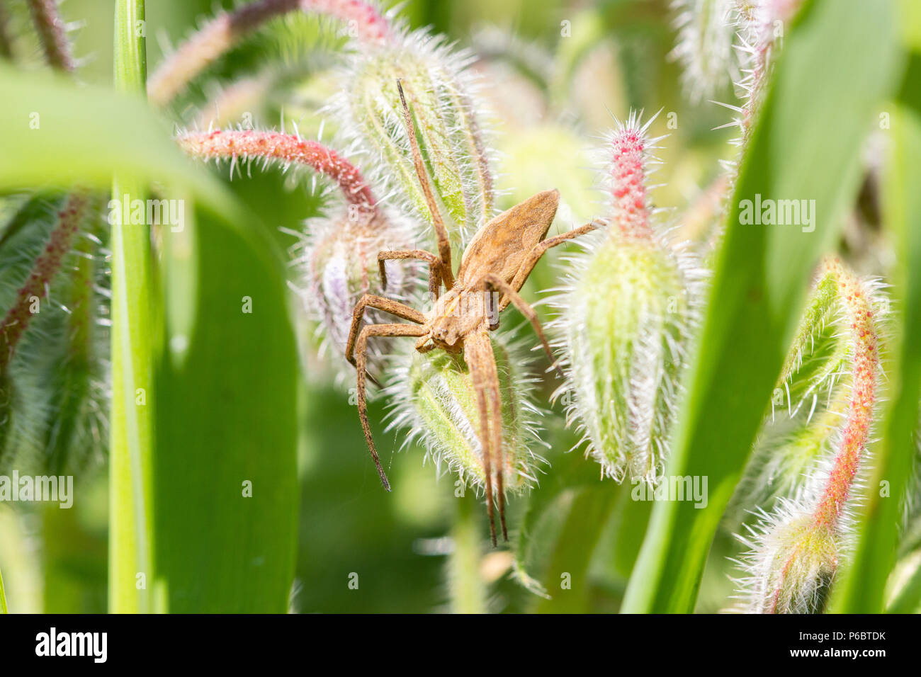 Ein Kindergarten Web spider ruht auf einem Unkraut für eine Beute in Katalonien, Spanien warten Stockfoto