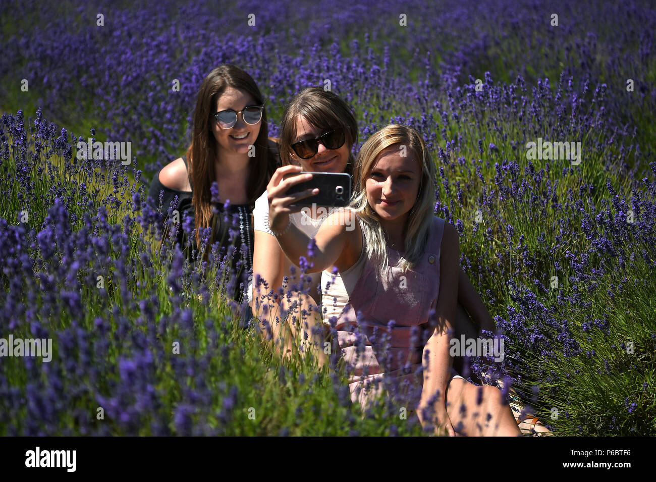 Drei Frauen nehmen einen selfie in den Lavendel bei Mayfield Lavender Farm in Sutton, South London, als der sengenden Wetter mit Temperaturen prognostiziert in das Wochenende hoch zu bleiben. Stockfoto