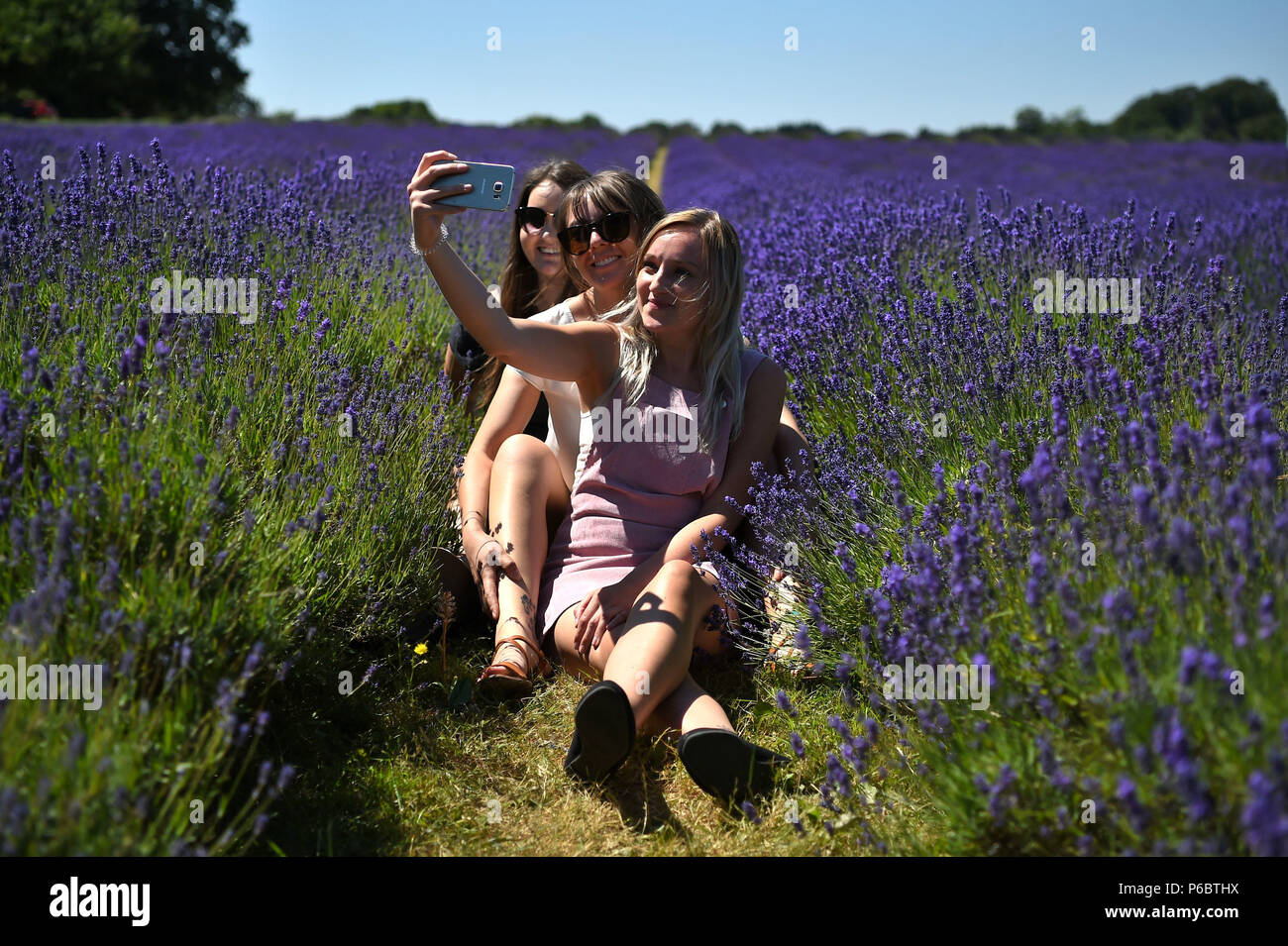 Drei Frauen nehmen einen selfie in den Lavendel bei Mayfield Lavender Farm in Sutton, South London, als der sengenden Wetter mit Temperaturen prognostiziert in das Wochenende hoch zu bleiben. Stockfoto