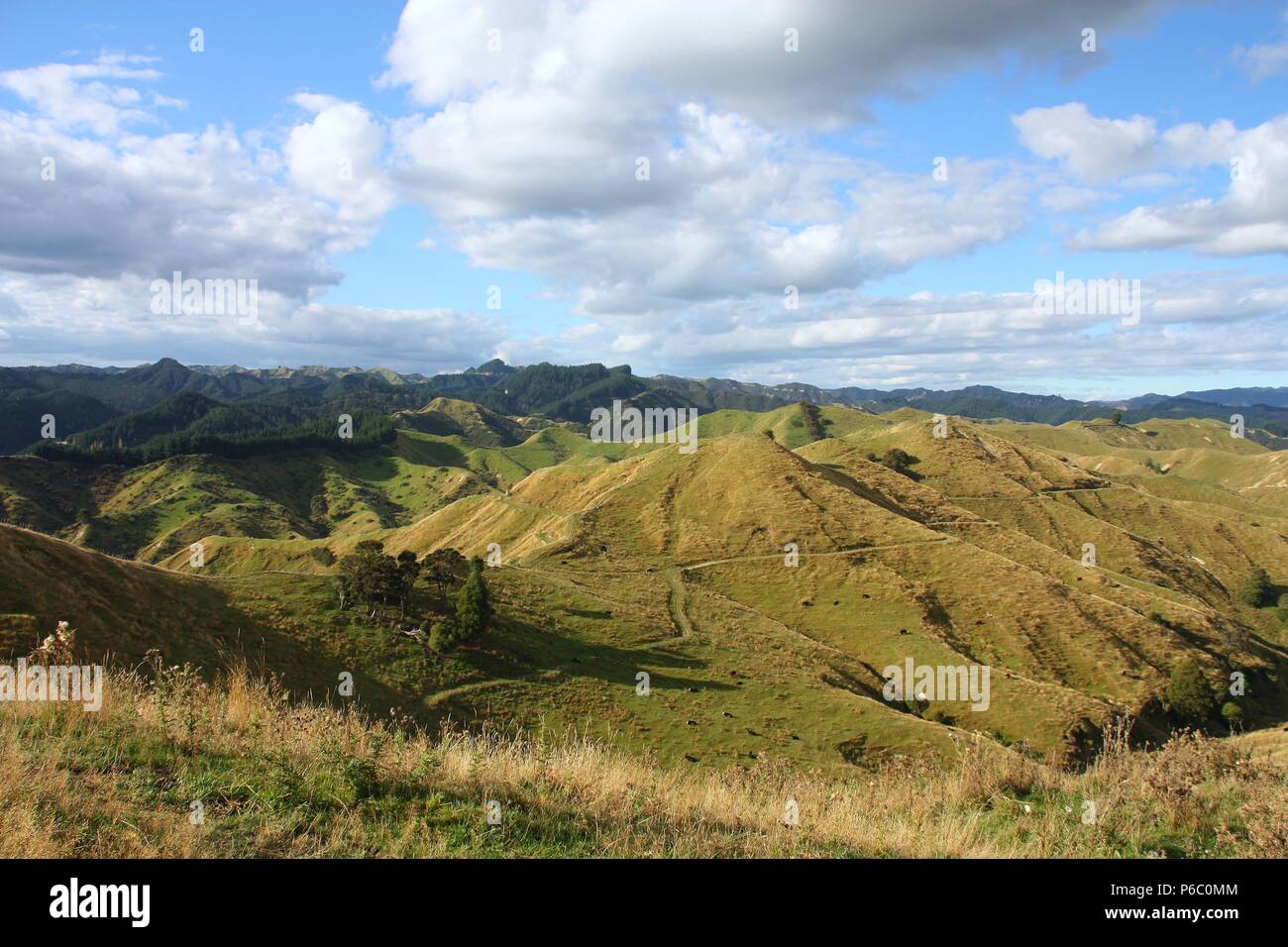Neuseeland - grünen Hügeln der Region Manawatu-Wanganui. Stockfoto