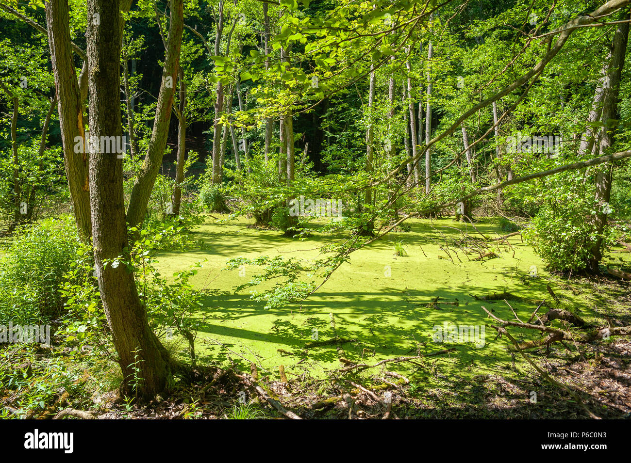 Moor im Buchenwald des Nationalparks Jasmund, Sassnitz, Rügen, Mecklenburg-Vorpommern, Deutschland, Europa Stockfoto