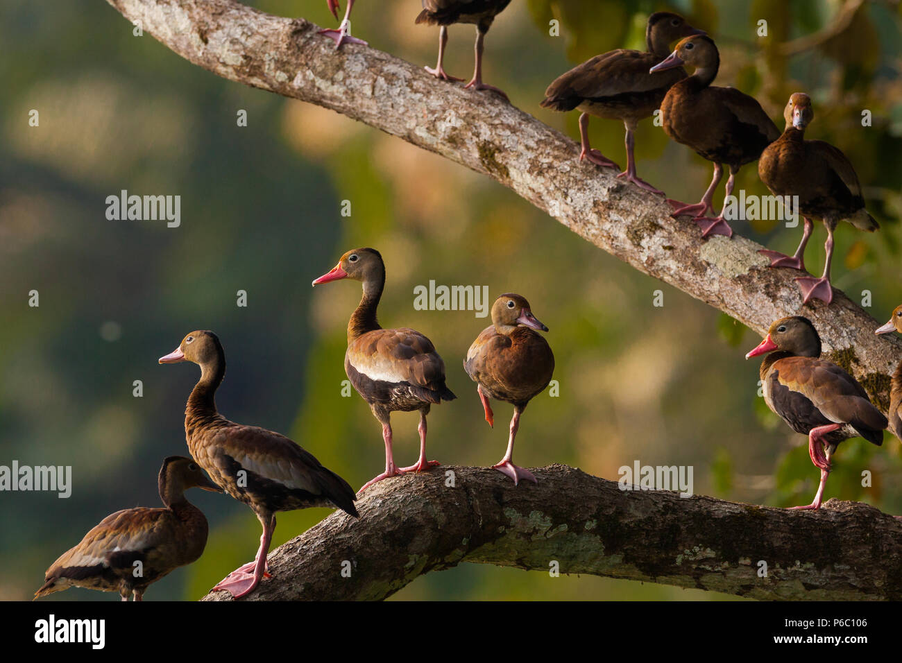Schwarz-bellied Pfeifen - Enten, Dendrocygna autumnalis, in einem Baum am Ufer des Rio Chagres, Soberania Nationalpark, Republik Panama. Stockfoto