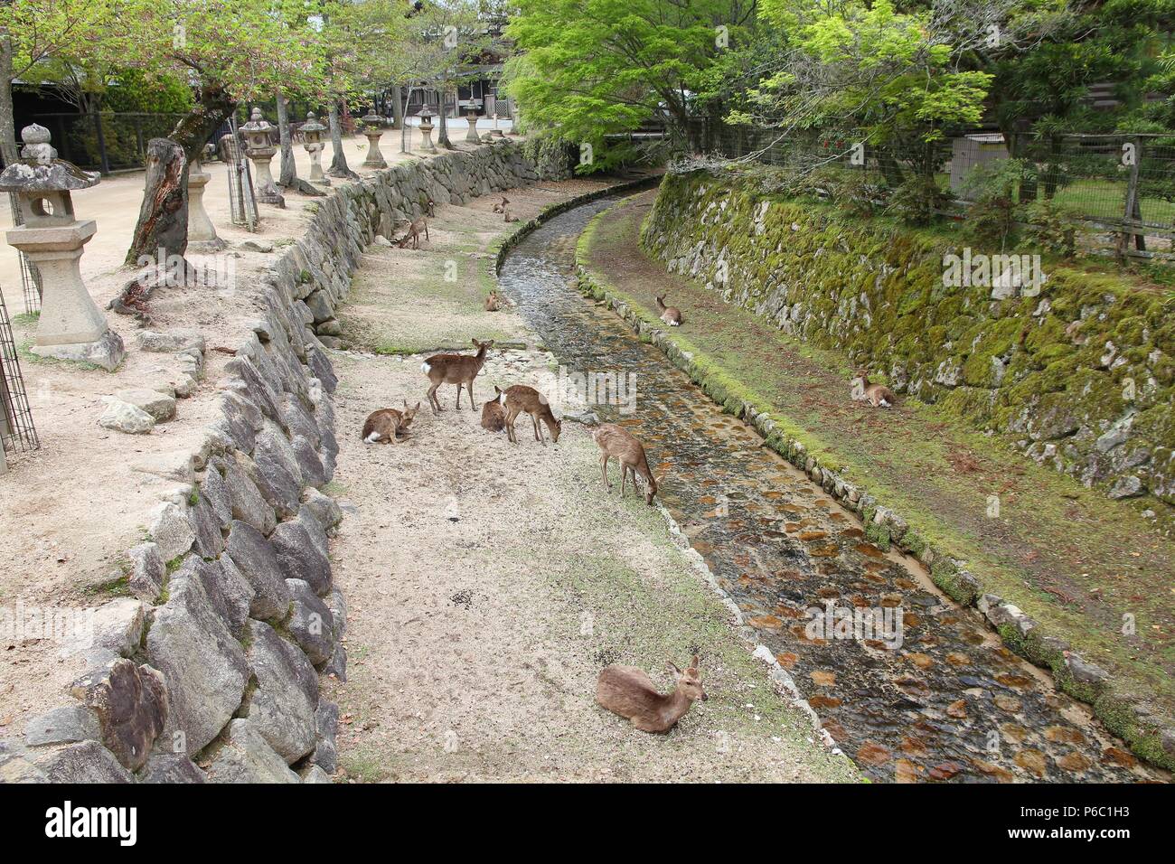 Hirsch von Miyajima (auch Itsukushima bekannt) - Zahmes Rotwild in Japan. Stockfoto