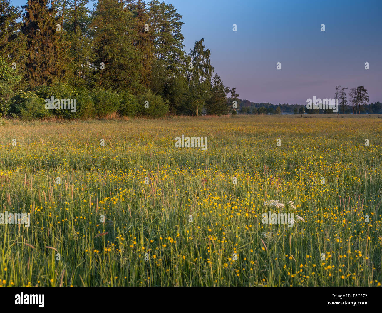 Wiese mit gelben Blumen, die in den Strahlen der aufgehenden Sonne. Podlachien. Podlachia. Polen, Europa. Die Region wird als Podlasko oder Podlasze Stockfoto