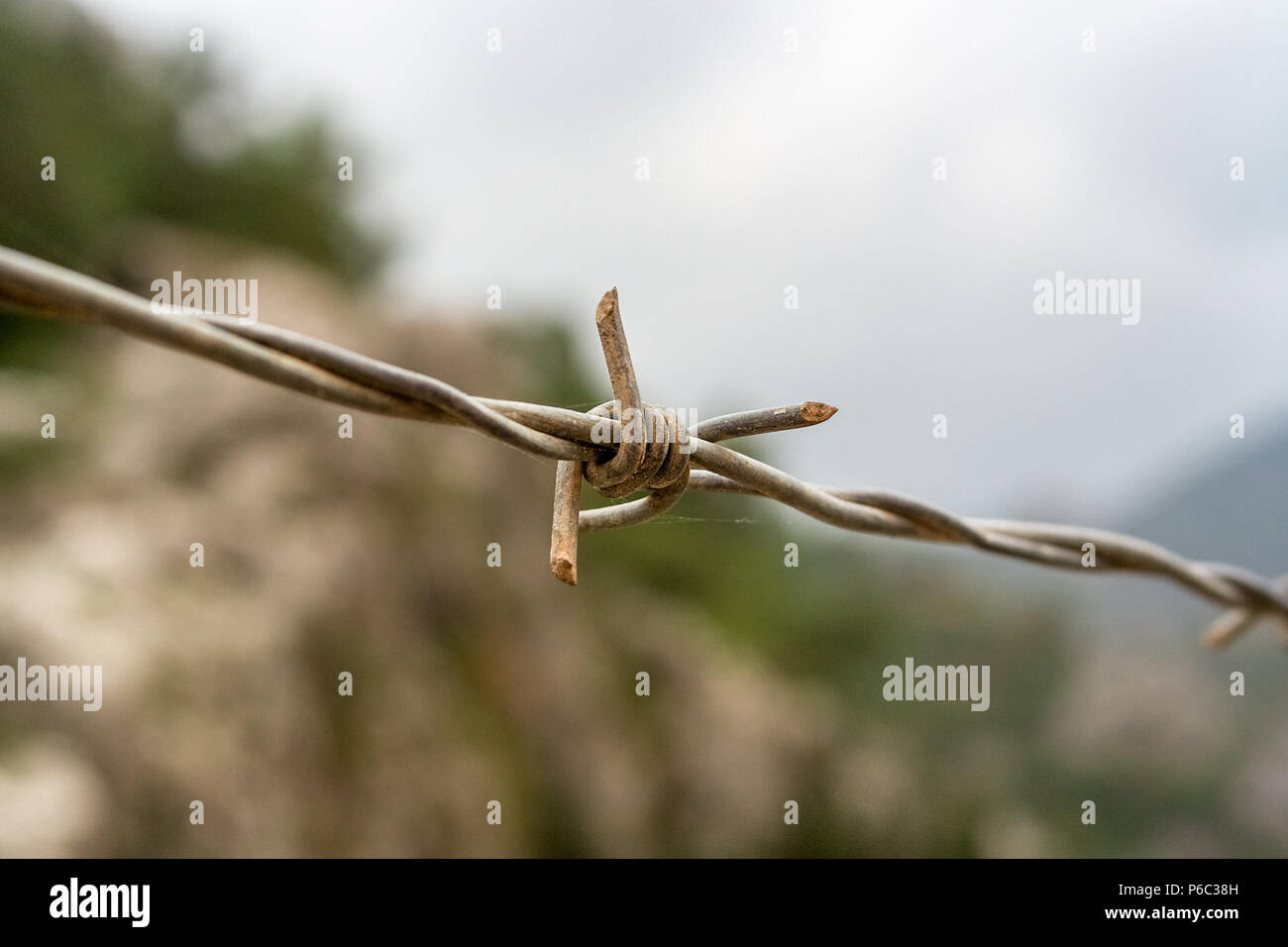 Nahaufnahme eines Metall Widerhaken auf eine Linie von Barb Wire fencing. Stockfoto