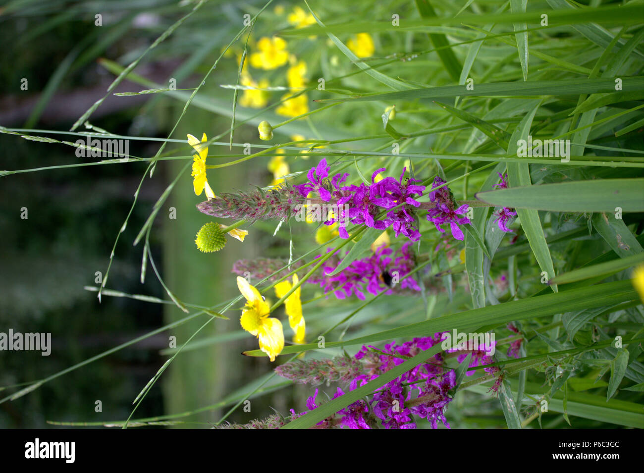 Purpurfarbenem und gelbem Wasser Pflanzen Stockfoto